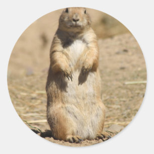 Adesivo Redondo Prairie Dog Sticker