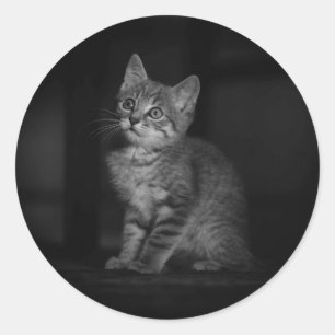 Adesivo Redondo Precioso Kitten
