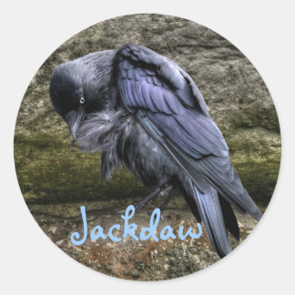Adesivo Redondo Preening Jackdaw em Stonehenge, Inglaterra