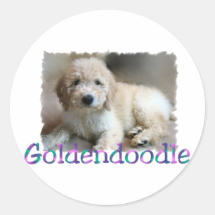 Adesivo Redondo Presentes de Goldendoodle Lovers