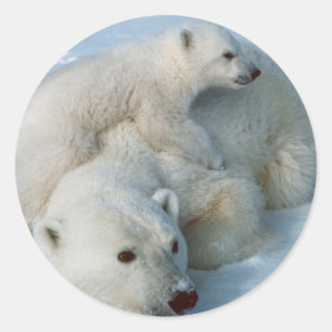 Adesivo Redondo Presentes de Polar_bear_with_cub