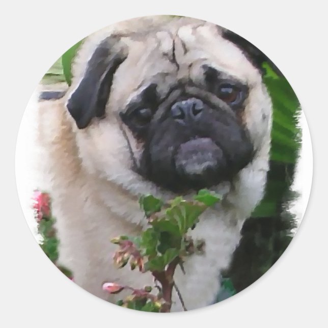Adesivo Redondo Presentes de Pug Lovers (Frente)
