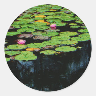 Adesivo Redondo preto no lótus rosa