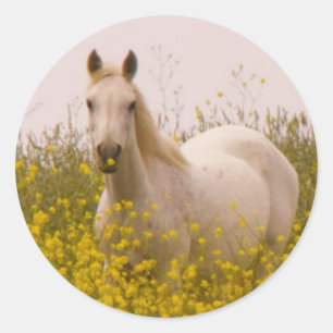 Adesivo Redondo Primavera