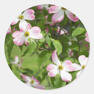 Adesivo Redondo Primavera Blooming Pink Dogwood Blossoms