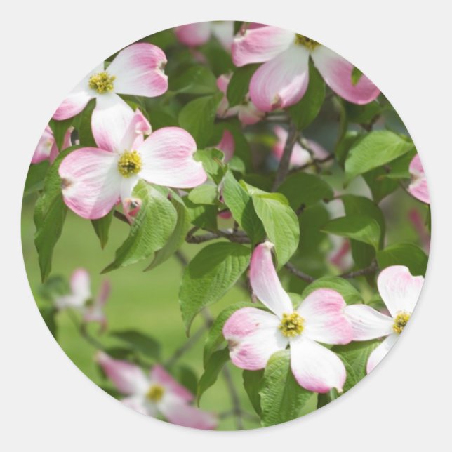 Adesivo Redondo Primavera Blooming Pink Dogwood Blossoms (Frente)