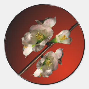 Adesivo Redondo Primavera Blossoms Fala Selo de Envelope Asiático