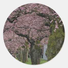 Adesivo Redondo Primavera cerejeiras floridas