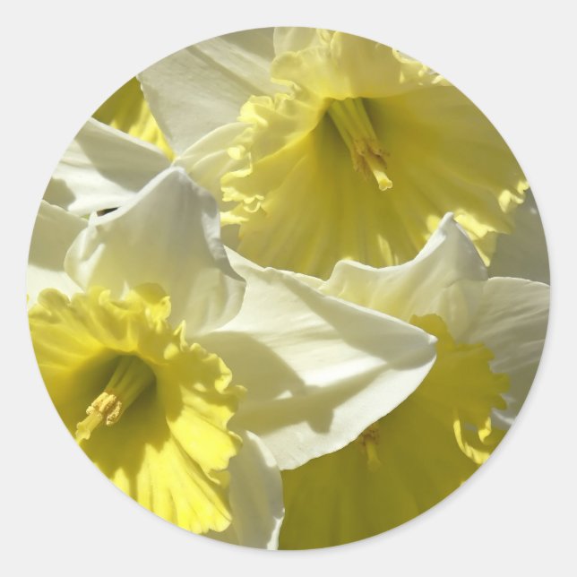 Adesivo Redondo Primavera Daffodil Stickers (Frente)
