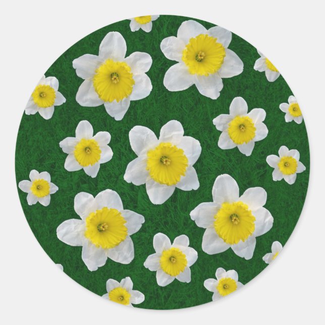 Adesivo Redondo Primavera Daffodils (Frente)