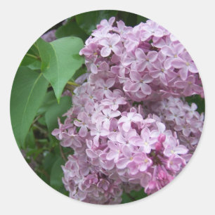 Adesivo Redondo Primavera em Maine