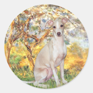Adesivo Redondo Primavera - Galgo Italiano 5