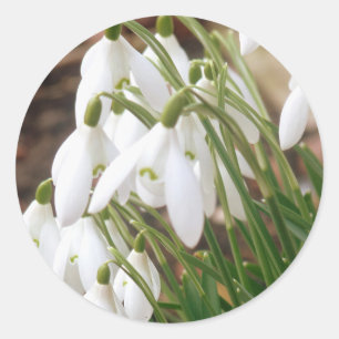 Adesivo Redondo Primavera impressionante Snowdrops