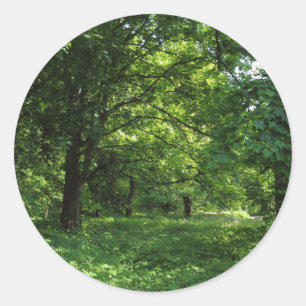 Adesivo Redondo Primavera no bosque 01