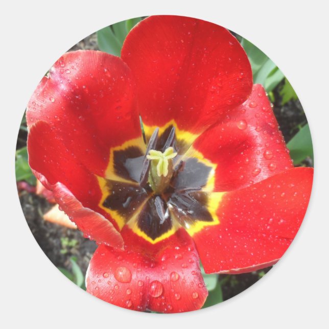 Adesivo Redondo Primavera Tulip (Frente)