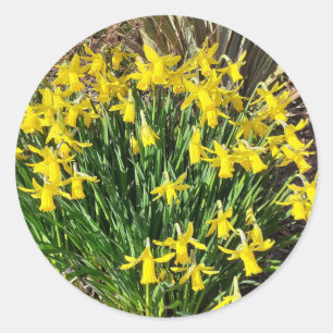 Adesivo Redondo Primavera Yellow Daffodils Stickers