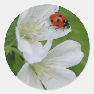 Adesivo Redondo Primaveras