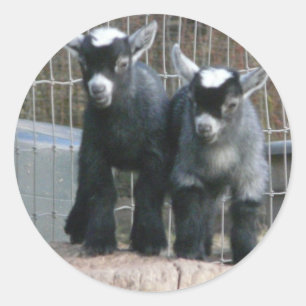 Adesivo Redondo Problema dobro