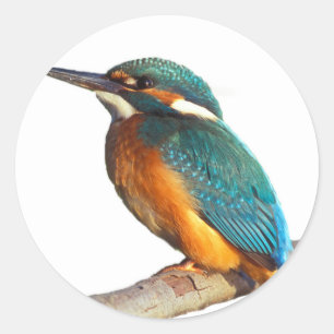 Adesivo Redondo Produtos de design "Kingfisher"