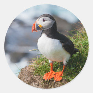 Adesivo Redondo Puffin Fratercula Arctica