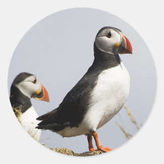 Adesivo Redondo Puffins