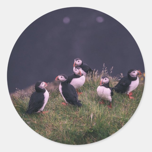 Adesivo Redondo Puffins Atlântico (Frente)