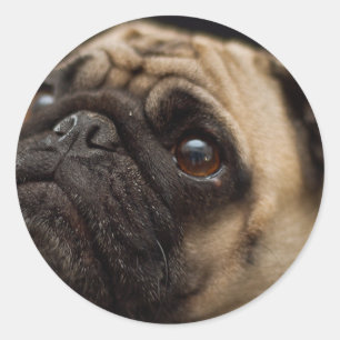 Adesivo Redondo Pug adorável