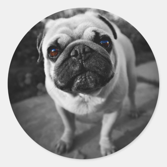 Adesivo Redondo Pug bonito (Frente)