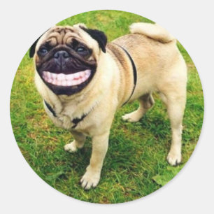 Adesivo Redondo pug do sorriso do cão