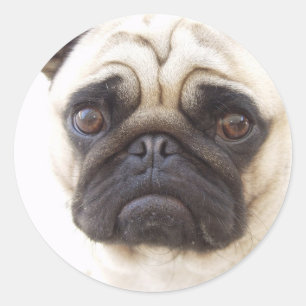 Adesivo Redondo Pug Dog Sticker