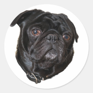 Adesivo Redondo Pug engraçado preto