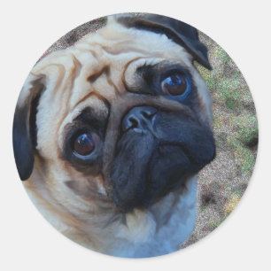 Adesivo Redondo Pug Esperançoso