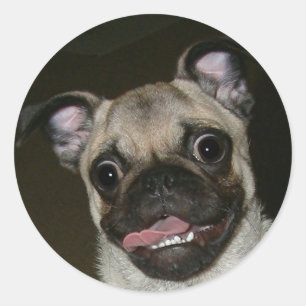 Adesivo Redondo Pug feliz
