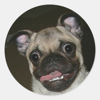 Adesivo Redondo Pug Feliz