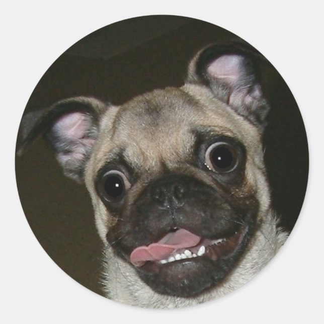 Adesivo Redondo Pug Feliz (Frente)