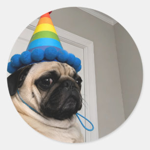 Adesivo Redondo Pug Mal-Humorado Usando Chapéu de Aniversário Arco