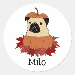 Adesivo Redondo Pug na abóbora
