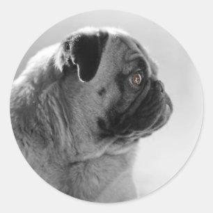 Adesivo Redondo Pug no perfil