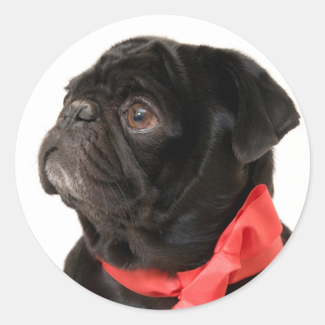 Adesivo Redondo Pug preto com arco vermelho (Frente)