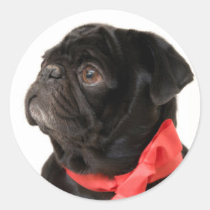 Adesivo Redondo Pug preto com arco vermelho