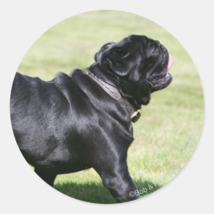 Adesivo Redondo Pug preto que arfa ao andar