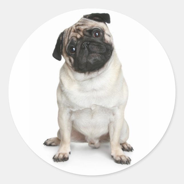 Adesivo Redondo Pug Puppy Dog - Vinhetas/Rótulos (Frente)