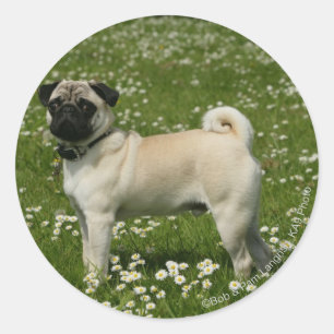 Adesivo Redondo Pug que joga nas flores