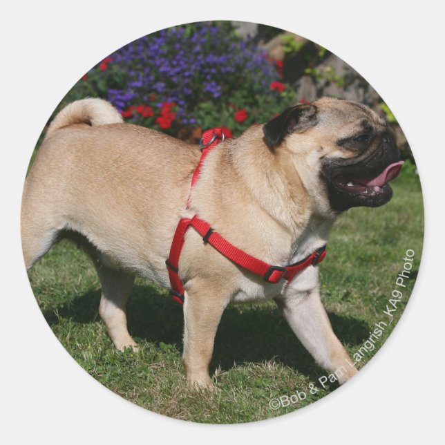 Adesivo Redondo Pug Vestindo o Harness Vermelho (Frente)