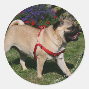 Adesivo Redondo Pug Vestindo o Harness Vermelho