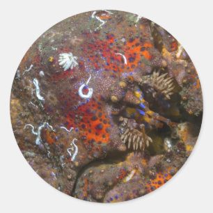 Adesivo Redondo Puget Sound King Crab Sticker