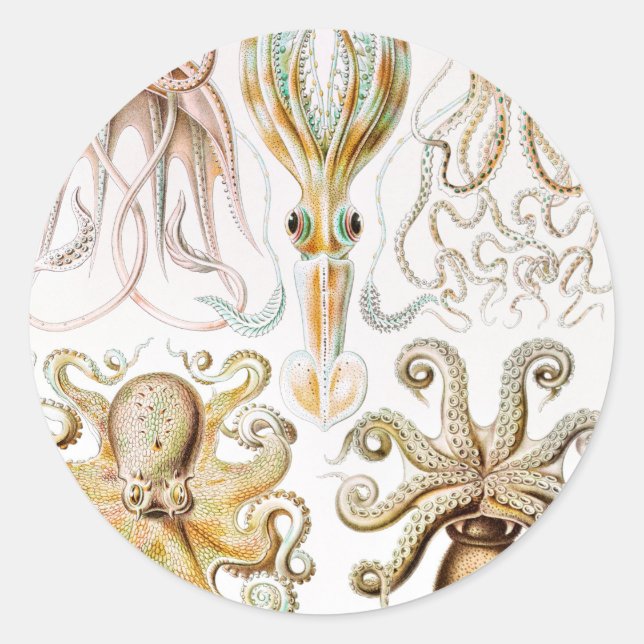 Adesivo Redondo Pula de Octopus, Gamochonia por Ernst Haeckel (Frente)