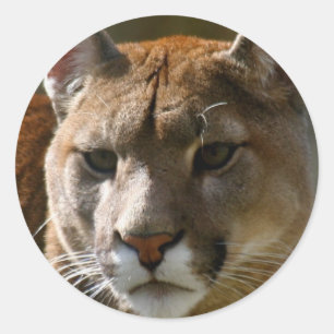 Adesivo Redondo Puma Cats Stickers
