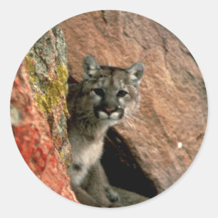 Adesivo Redondo Puma - foto do leão de montanha