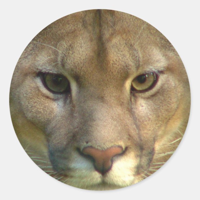 Adesivo Redondo Puma Mountain Cat Stickers (Frente)